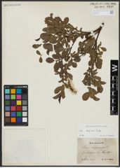 Foto von Salix alpina Scop.